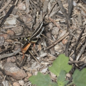 Macrotona australis at Umbagong District Park - 17 Feb 2019