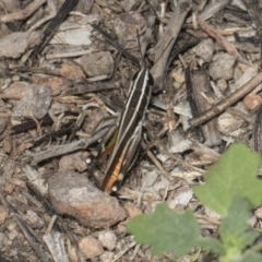 Macrotona australis at Umbagong District Park - 17 Feb 2019