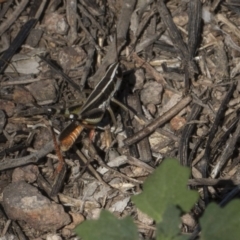 Macrotona australis at Umbagong District Park - 17 Feb 2019