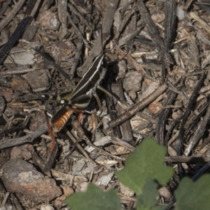 Macrotona australis at Umbagong District Park - 17 Feb 2019 10:21 AM