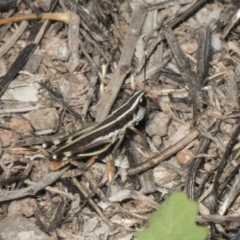 Macrotona australis at Umbagong District Park - 17 Feb 2019 10:21 AM