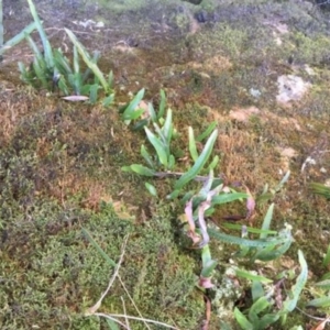 Zealandia pustulata at Jinden, NSW - suppressed