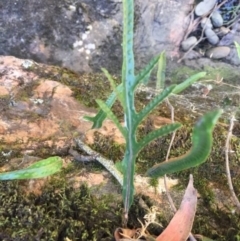 Zealandia pustulata at Jinden, NSW - suppressed