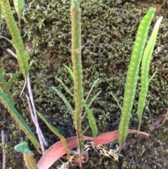 Zealandia pustulata at Jinden, NSW - suppressed