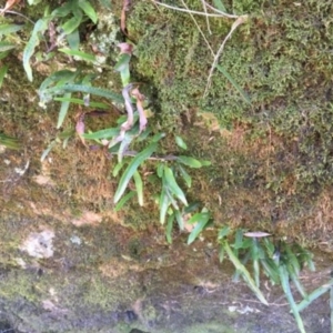 Microsorum pustulatum at Jinden, NSW - 17 Feb 2019