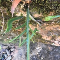 Zealandia pustulata at Jinden, NSW - 17 Feb 2019