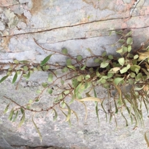 Pyrrosia rupestris at Hereford Hall, NSW - 17 Feb 2019