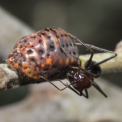 Icerya acaciae (Acacia mealy bug) at Umbagong District Park - 16 Feb 2019 by Alison Milton