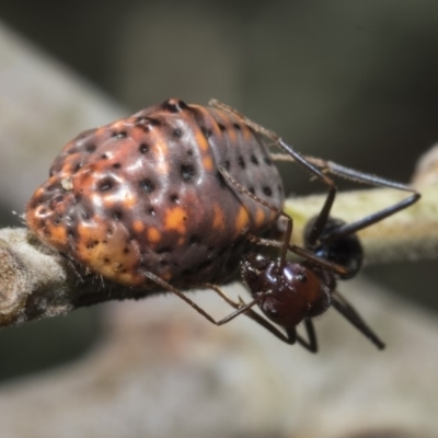 Icerya acaciae (Acacia mealy bug) at Macgregor, ACT - 16 Feb 2019 by Alison Milton