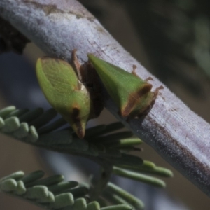 Sextius virescens at Macgregor, ACT - 17 Feb 2019 10:40 AM