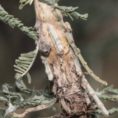 Psychidae (family) IMMATURE (Unidentified case moth or bagworm) at Umbagong District Park - 16 Feb 2019 by AlisonMilton