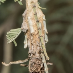 Psychidae (family) IMMATURE at Macgregor, ACT - 17 Feb 2019