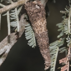 Conoeca or Lepidoscia (genera) IMMATURE (Unidentified Cone Case Moth larva, pupa, or case) at Latham, ACT - 17 Feb 2019 by AlisonMilton
