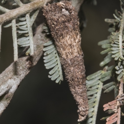 Lepidoscia (genus) IMMATURE (Unidentified Cone Case Moth larva, pupa, or case) at Umbagong District Park - 17 Feb 2019 by AlisonMilton