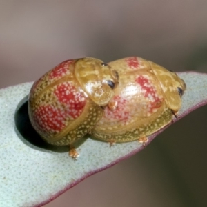 Paropsisterna fastidiosa at Macgregor, ACT - 17 Feb 2019 11:14 AM