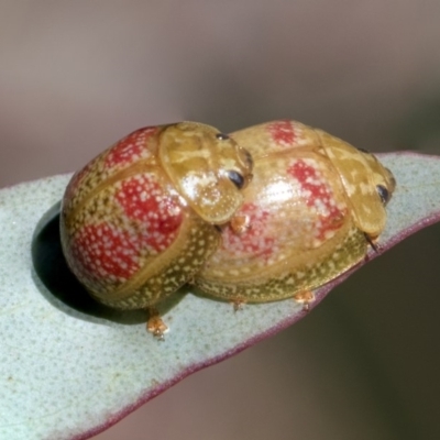 Paropsisterna fastidiosa (Eucalyptus leaf beetle) at Umbagong District Park - 17 Feb 2019 by AlisonMilton