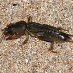 Gryllotalpa sp. (genus) (Mole Cricket) at Rosedale, NSW - 14 Feb 2019 by jb2602