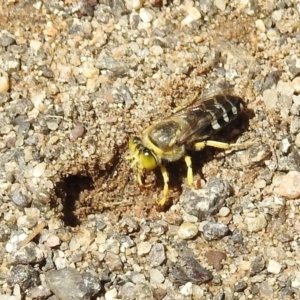 Bembix sp. (genus) at Hackett, ACT - 15 Feb 2019