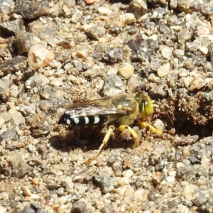 Bembix sp. (genus) at Hackett, ACT - 15 Feb 2019