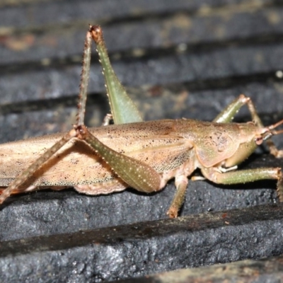 Pseudorhynchus mimeticus (Snout nose katydid) at Rosedale, NSW - 14 Feb 2019 by jb2602