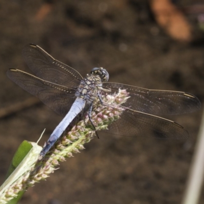 Orthetrum caledonicum (Blue Skimmer) at Umbagong District Park - 17 Feb 2019 by Alison Milton