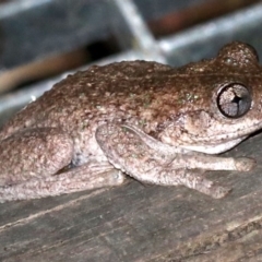 Litoria peronii (Peron's Tree Frog, Emerald Spotted Tree Frog) at Rosedale, NSW - 14 Feb 2019 by jb2602