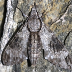 Psilogramma casuarinae (Privet Hawk Moth) at Rosedale, NSW - 14 Feb 2019 by jbromilow50