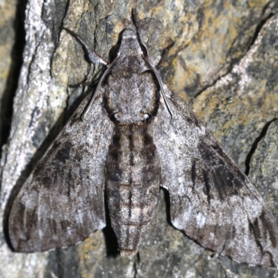 Psilogramma casuarinae (Privet Hawk Moth) at Rosedale, NSW - 14 Feb 2019 by jb2602