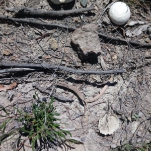 Calvatia sp. at Kambah, ACT - 13 Feb 2019