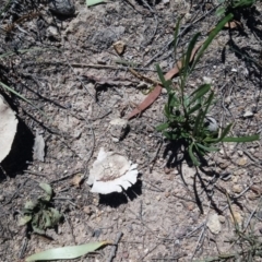 Calvatia sp. at Kambah, ACT - 13 Feb 2019 12:27 PM