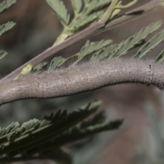 Pararguda nasuta (Wattle Snout Moth) at Umbagong District Park - 17 Feb 2019 by Alison Milton