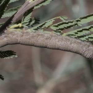 Pararguda nasuta at Macgregor, ACT - 17 Feb 2019 01:05 PM