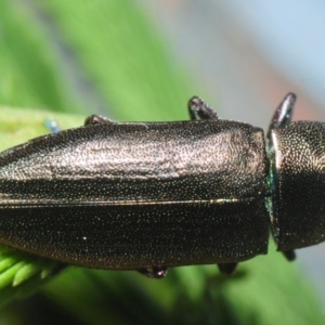 Melobasis sp. (genus) at Bruce, ACT - 16 Feb 2019 08:06 PM