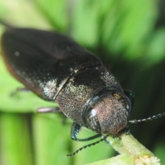 Melobasis sp. (genus) at Bruce, ACT - 16 Feb 2019 08:06 PM