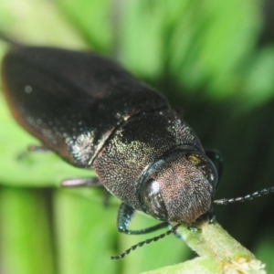 Melobasis sp. (genus) at Bruce, ACT - 16 Feb 2019