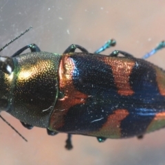 Melobasis sp. (genus) (Unidentified Melobasis jewel Beetle) at Fyshwick, ACT - 15 Feb 2019 by Harrisi