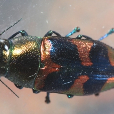 Melobasis sp. (genus) (Unidentified Melobasis jewel Beetle) at Fyshwick, ACT - 15 Feb 2019 by Harrisi