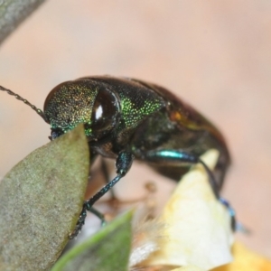 Melobasis sp. (genus) at Fyshwick, ACT - 15 Feb 2019