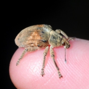 Gonipterus sp. (genus) at Fyshwick, ACT - 17 Feb 2019