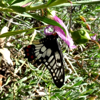 Papilio anactus (Dainty Swallowtail) at Googong, NSW - 16 Feb 2019 by Wandiyali