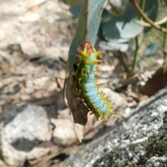 Opodiphthera eucalypti (Emperor Gum Moth) at Tennent, ACT - 15 Feb 2019 by Kristy