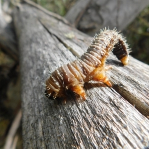 Perginae sp. (subfamily) at Tennent, ACT - 16 Feb 2019