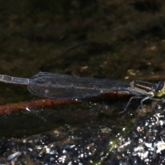 Ischnura heterosticta (Common Bluetail Damselfly) at Rosedale, NSW - 16 Feb 2019 by jb2602