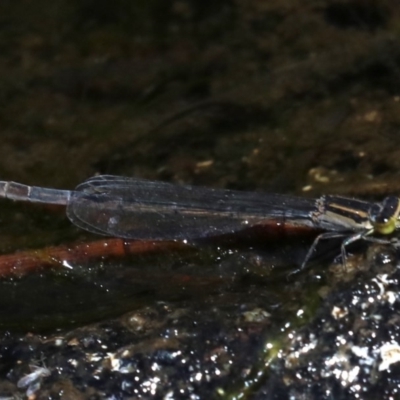 Ischnura heterosticta (Common Bluetail Damselfly) at Rosedale, NSW - 16 Feb 2019 by jbromilow50