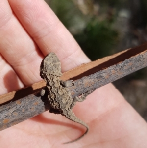 Rankinia diemensis at Cotter River, ACT - 16 Feb 2019 02:40 PM