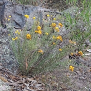 Chrysocephalum semipapposum at Conder, ACT - 12 Jan 2019 09:10 PM