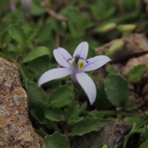 Isotoma fluviatilis subsp. australis at Conder, ACT - 12 Jan 2019