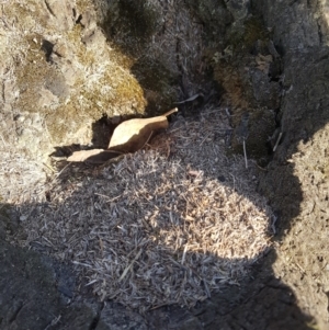 Papyrius nitidus at Throsby, ACT - suppressed