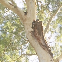 Callocephalon fimbriatum at Hughes, ACT - 17 Feb 2019