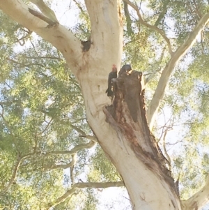 Callocephalon fimbriatum at Hughes, ACT - 17 Feb 2019